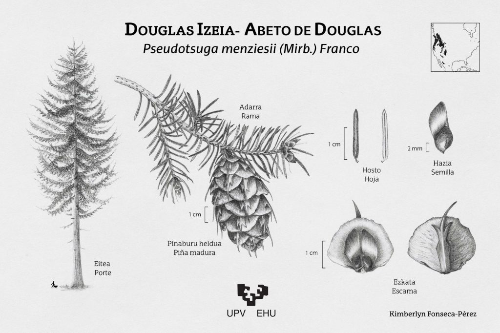 Lámina con ilustraciones del Abeto de Douglas (Pseudotsuga menziesii), mostrando los caracteres más importantes de la especie como su hoja, su piña madura, su escama y su semilla.