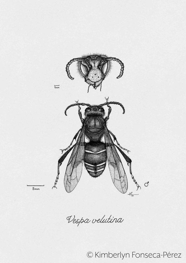 Ilustración a tinta con técnica de puntillismo que muestra una vista frontal de la cabeza y luego una vista dorsal de un ejemplar macho adulto, ambos incluyen una escala.