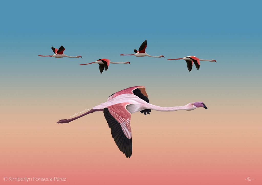 Ilustración en zoología. Flamencos comunes al vuelo (Phoenicopterus roseus) al amanecer. Se observa en primer plano un individuo y al fondo otros cuatro con las alas en distinta posición durante el vuelo.