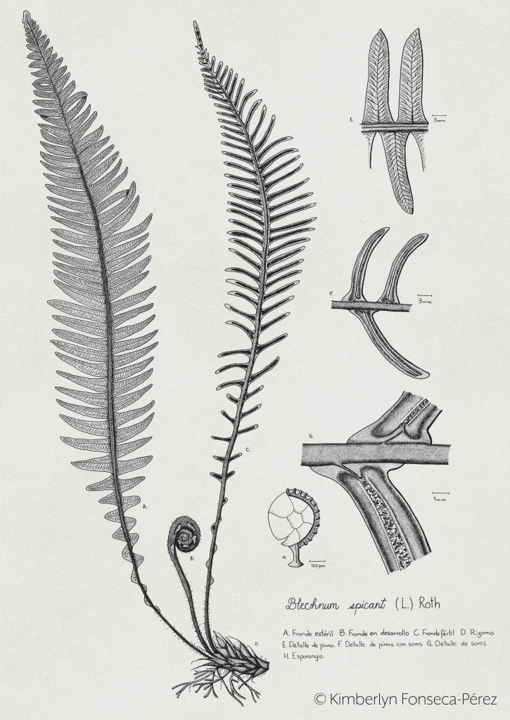 Lámina botánica con ilustraciones del Lonchite (Blechnum spicant), mostrando los caracteres más importantes de la especie como sus tipos de frondes, detalles de la pinna, soros y esporangios.