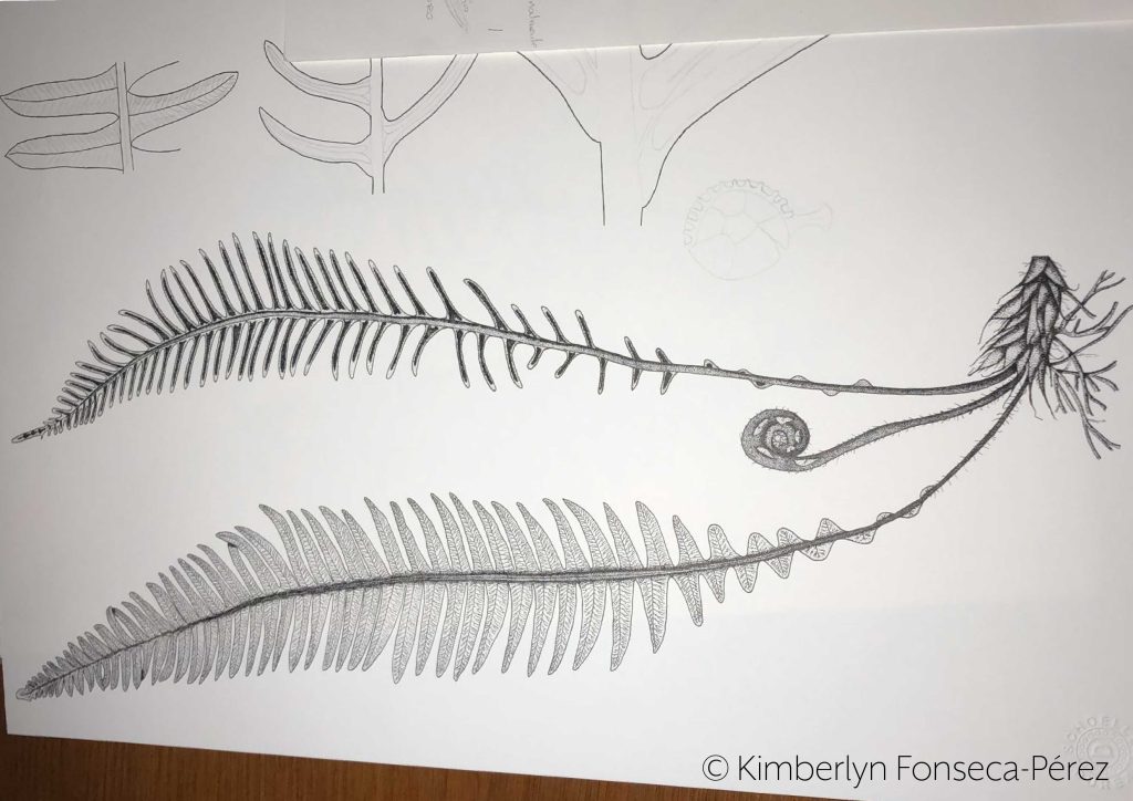 Proceso de lustración en tinta del Lonchite (Blechnum spicant). Se observa las líneas exteriores de algunas estructuras y 3 frondes ya terminados: uno fértil, uno estéril y uno end esarrollo.