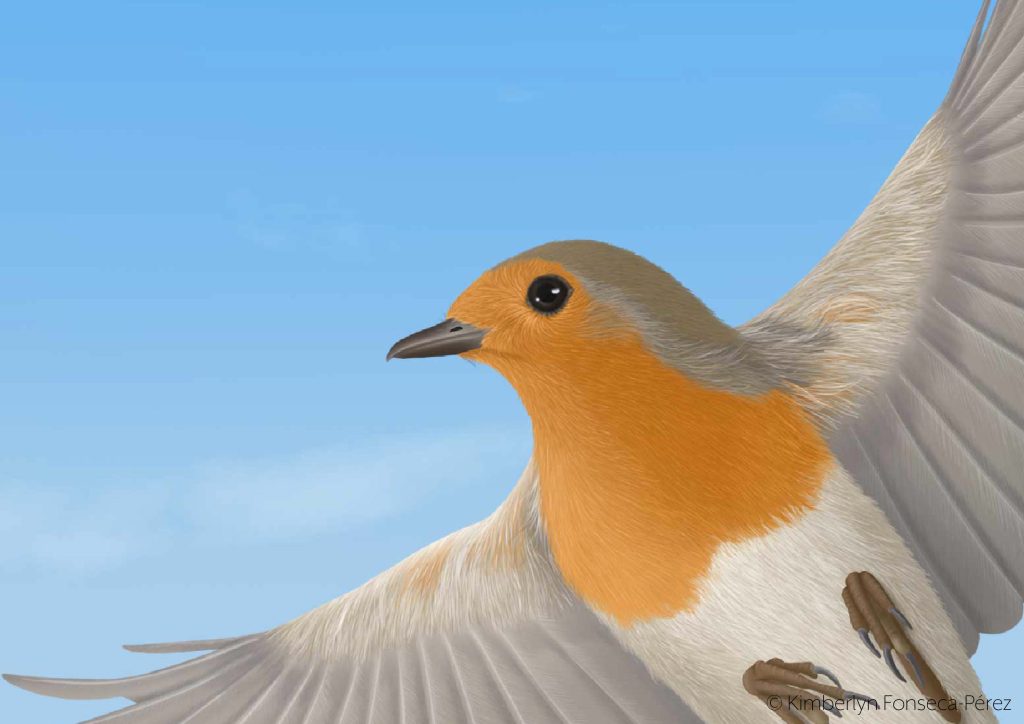 Detalle de la cabeza y parte de la zona ventral del cuerpo y alas de un petirrojo, Erithacus rubecula, en vuelo.