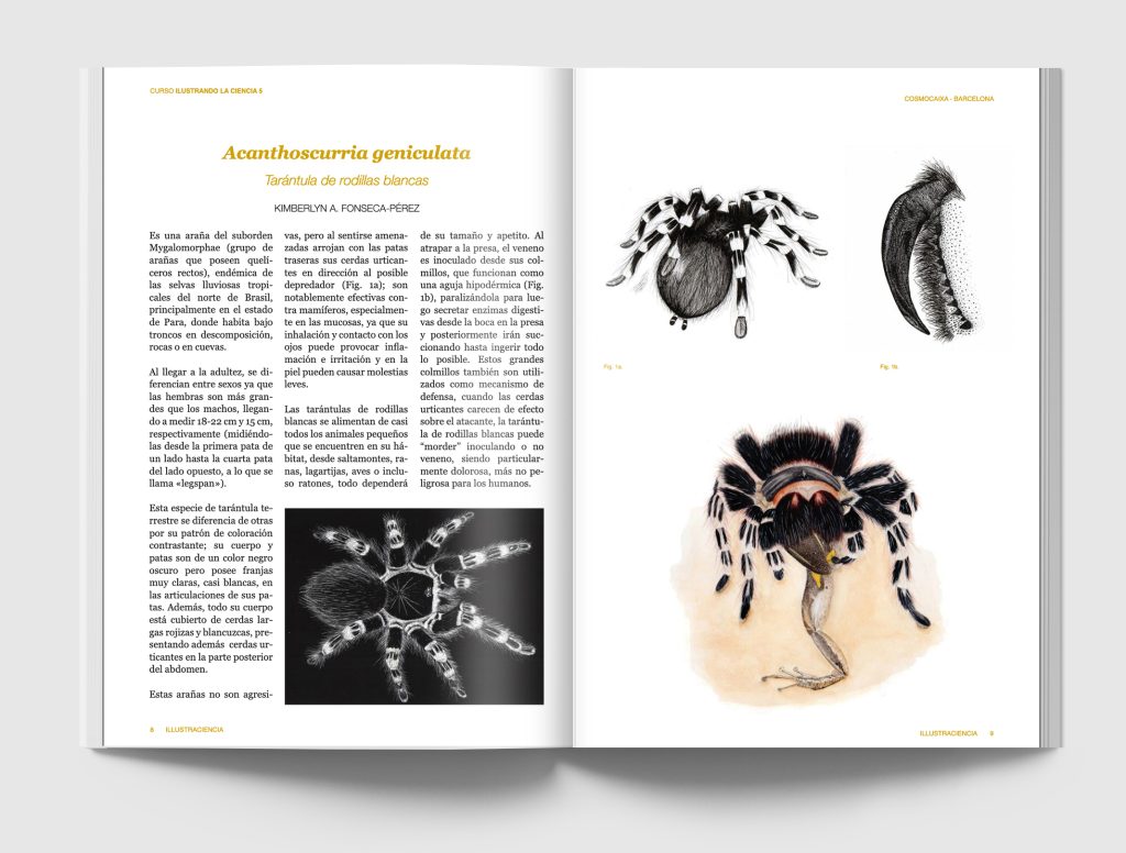 Ilustración en zoología. Revista abierta que muestra un artículo de la tarñantula rodillas blancas (Acanthoscurria geniculata). En el hay una vista general dorsal de la especie en blanco y negro, una ilustración a tinta mostrando el mecanismo de defensa de lanzamiento de pelos urticantes, una ilustración a tinta que muestra la forma del colmillo y, por último, una ilustración en acuarela de la especie depredando un anfibio.