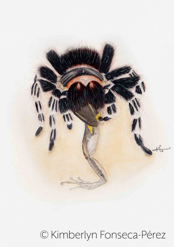 Vista frontal de una Tarantula rodillas blancas (Acanthoscurria geniculata) mostrando como depreda a un anfibio. Ilustración hecha en acuarela.