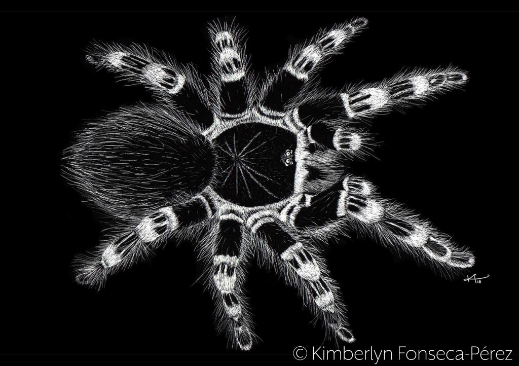 Vista dorsal general de la Tarantula rodillas blancas (Acanthoscurria geniculata) hecha con técnica de scratchboard.