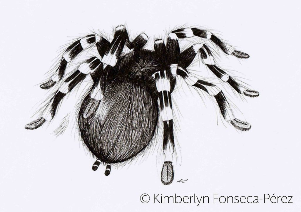 Vista trasera de la Tarantula rodillas blancas (Acanthoscurria geniculata) mostrando el mecanismo de defensa de lanzar pelos urticantes de su abdomen a quien la molesta. Ilustración en tinta.