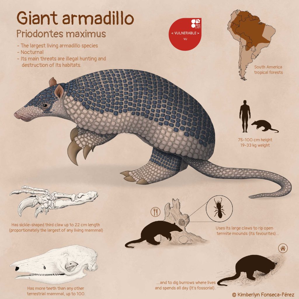 Infographic showing the giant armadillo and some aspects of its biology and ecology.