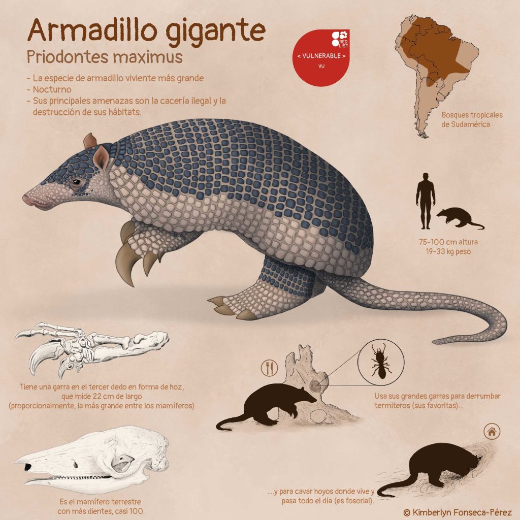 Infografía que muestra al armadillo gigante y algunos aspectos sobre su biología y ecología.