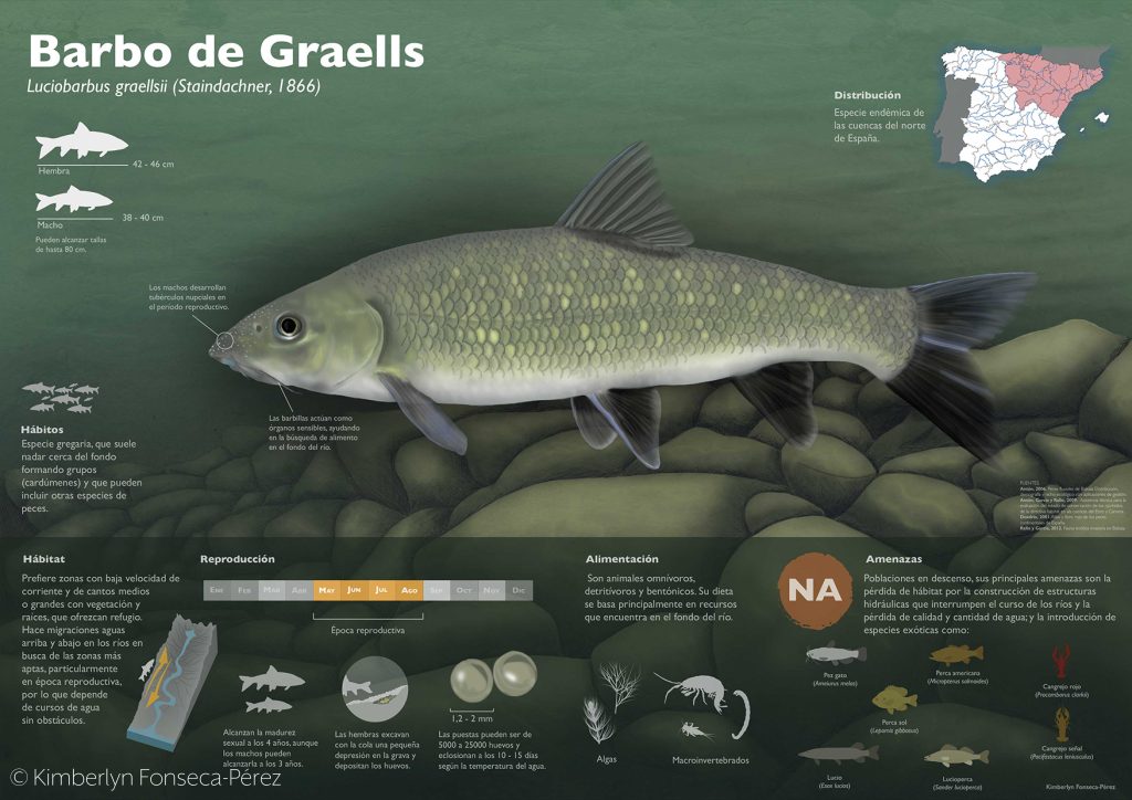 Infografía que muestra al Barbo de Graells y aspectos relevantes sobre su biología y ecología.