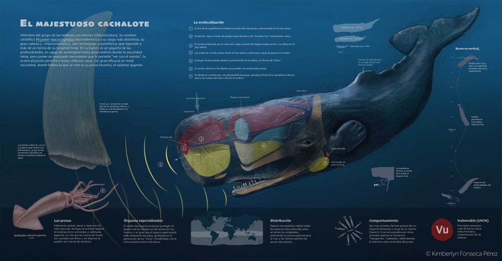 Infografía sobre el cachalote que muestra aspectos sobre su biología y ecología.