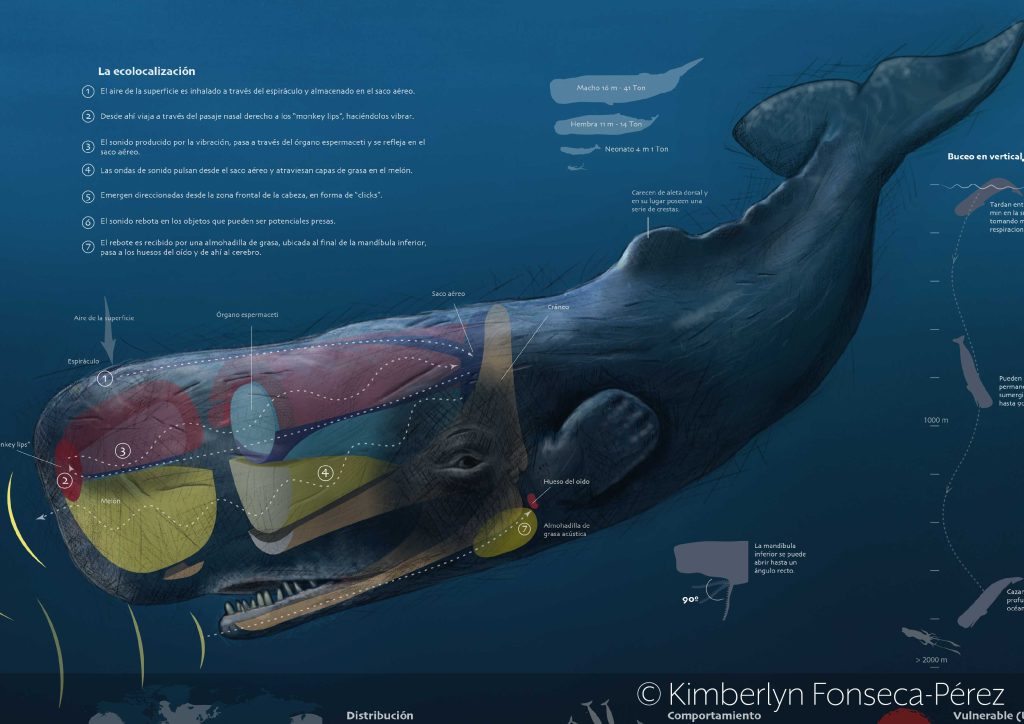 Acercamiento a la ilustración del cachalote (Physeter macrocephalus).