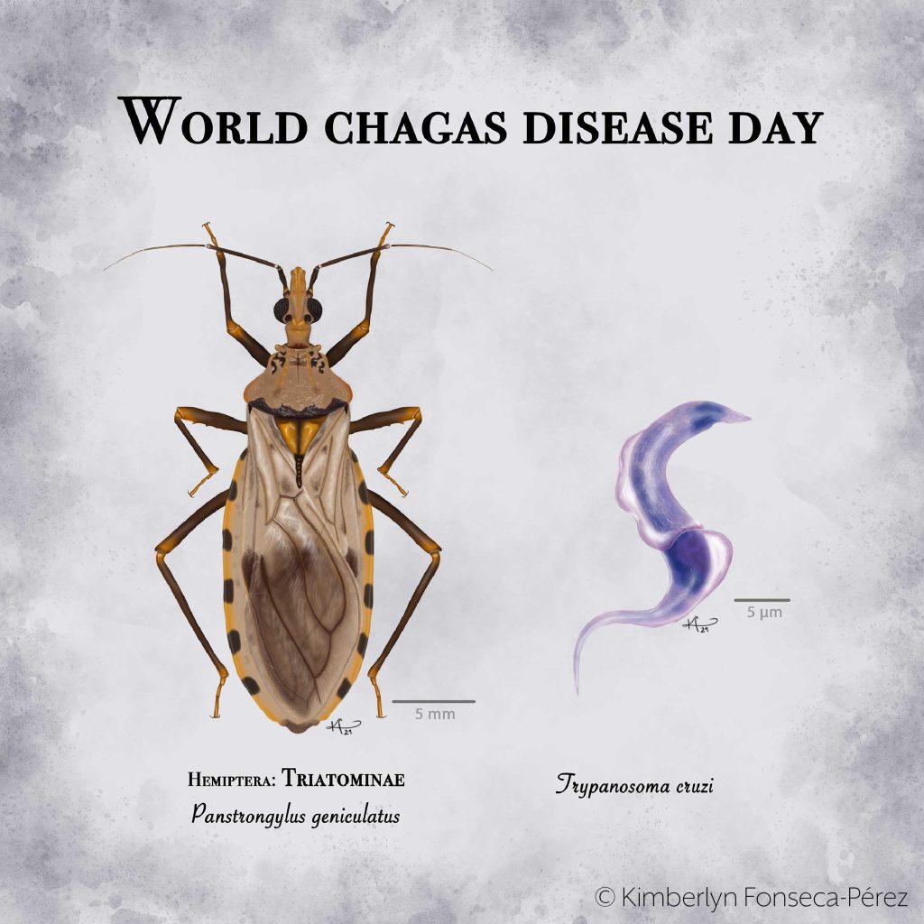 Ilustración que muestra tanto al insecto transmisor (Panstrongylus geniculatus) como al parásito (Trypanosoma cruzi) causantes de la Enfermedad o mal de Chagas, con motivo del día mundial de la enfermedad de chagas.