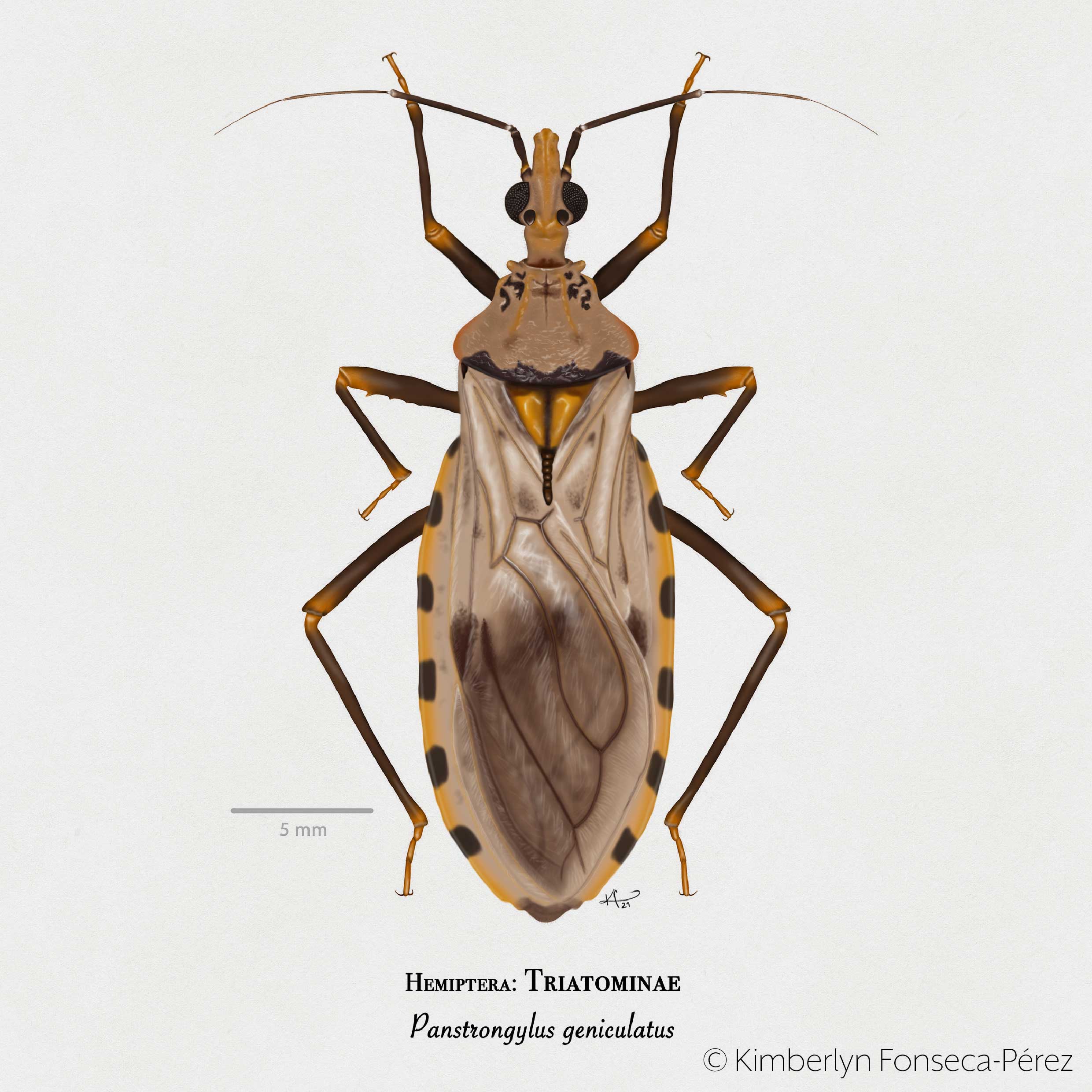 Ilustración del Chipo, insecto transmisor de la Enfermedad o Mal de Chagas (Panstrongylus geniculatus).