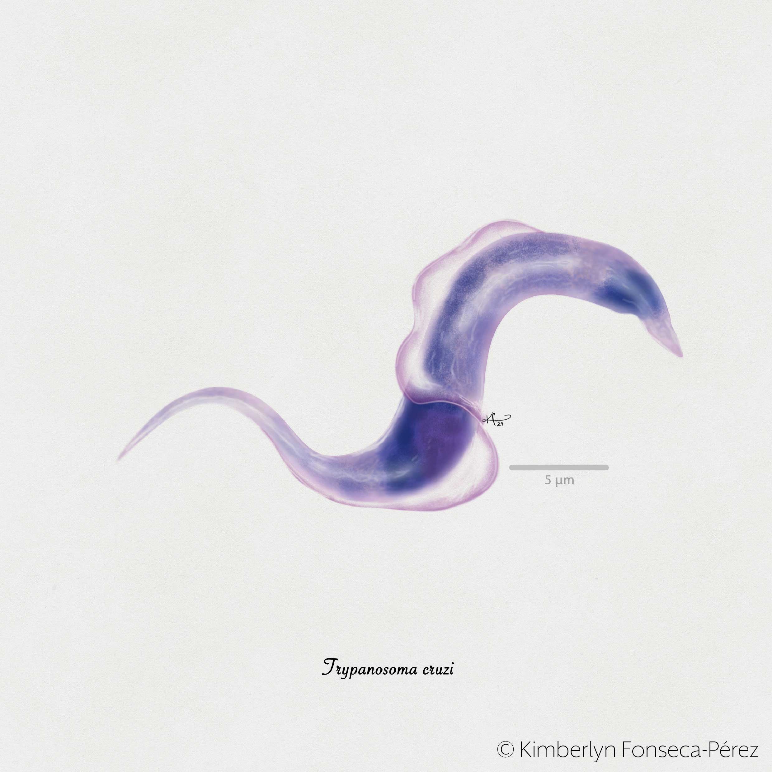 Ilustración de (Trypanosoma cruzi) parásito sanguíneo causante de la Enfermedad o Mal de Chagas.