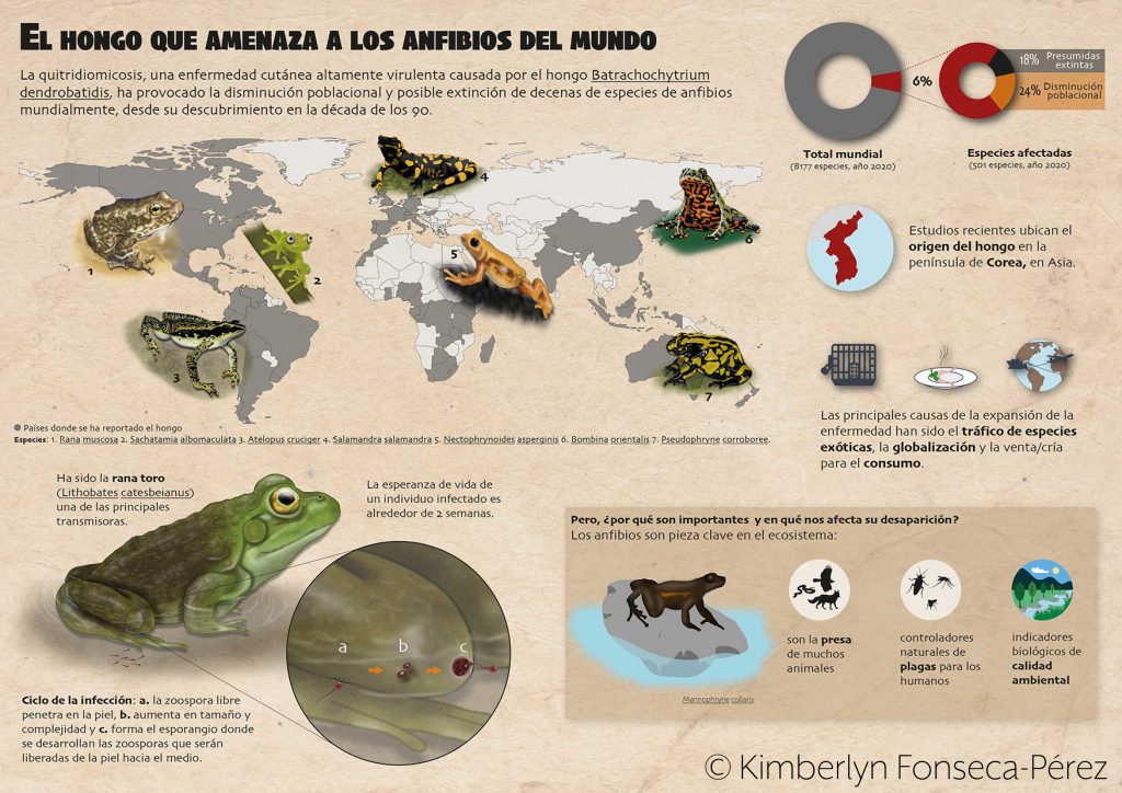 Infografía que describe la enfermedad quitridiomicosis, causada por el hongo Batrachochytrium dendrobatidis, que afecta a 501 especies de anfibios en todo el mundo, con 6% presumiblemente extintas y 24% con disminución poblacional. Incluye un mapa mundial con ejemplos de especies afectadas, un gráfico circular con estadísticas, y menciona que el hongo se originó en Corea. Explica que la rana toro es un vector clave y detalla el ciclo de infección del hongo. Resalta la importancia ecológica de los anfibios como presas, controladores de plagas e indicadores de calidad ambiental.