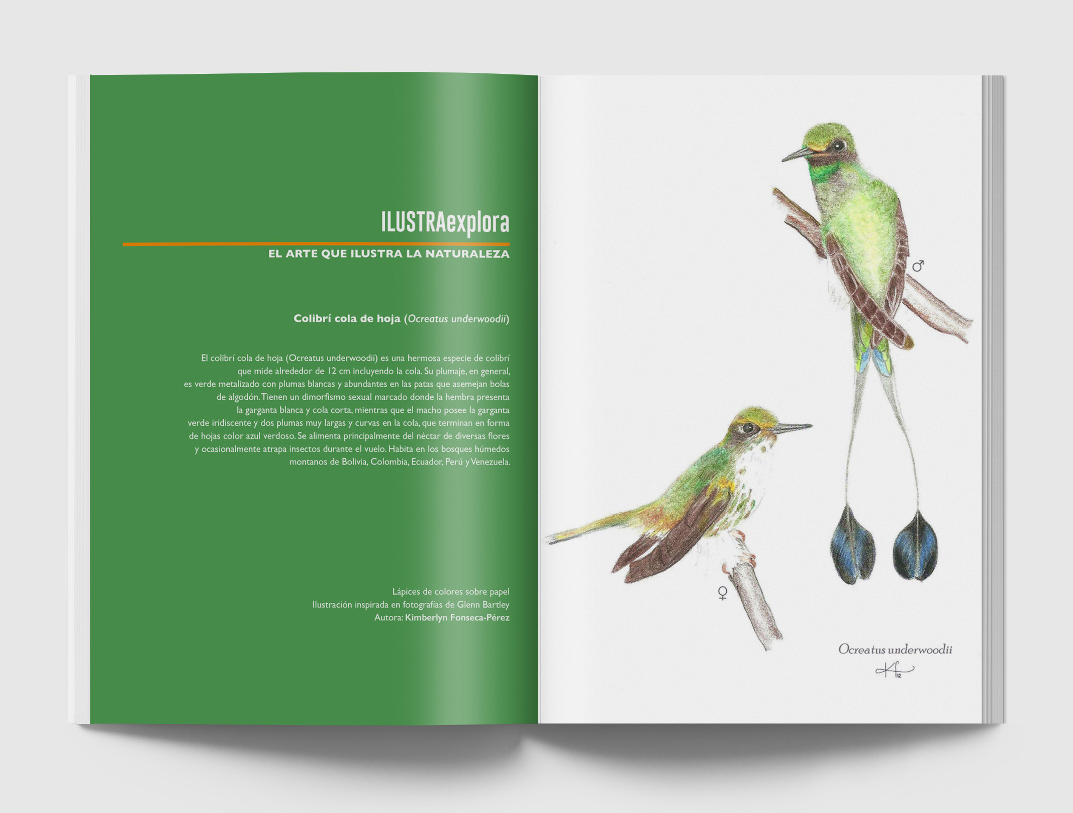 Revista abierta que muestra una ilustración de dos Colibri cola de hoja (Ocreatus underwoodii) hembra y macho, posados en ramas y que tiene un pequeño texto que habla de la especie.