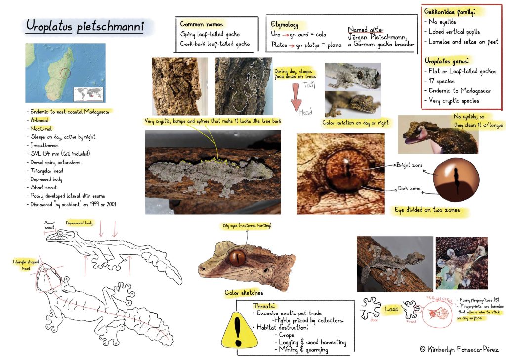 Reference sheet que muestra la investigación llevada a cabo para la elaboración de las ilustraciones del Gecko de cola de hoja de corteza de corcho (Uroplatus pietschmanni)