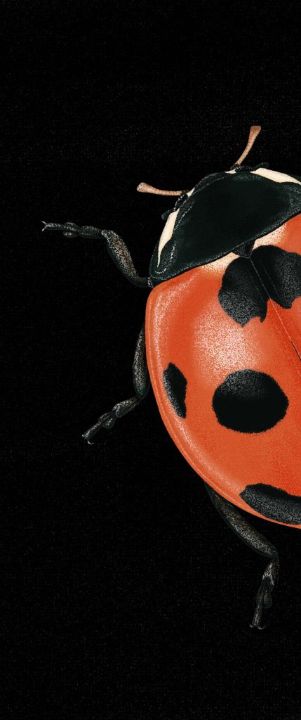 Ilustración científica del coleóptero Coccinella septempunctata, apra representar la ilustración zoológica.