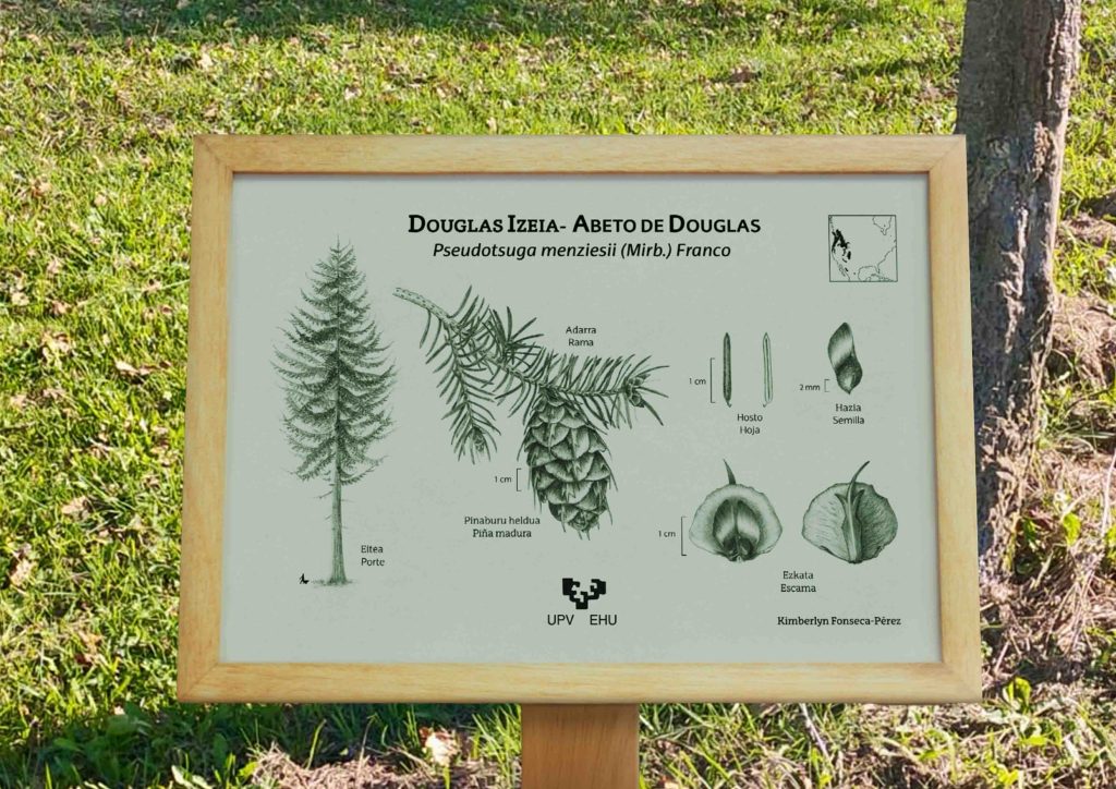 Placa de cerámica hecha a serigrafía con ilustraciones del Abeto de Douglas (Pseudotsuga menziesii), mostrando los caracteres más importantes de la especie.